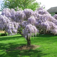 purple wisteria tree in full bloom