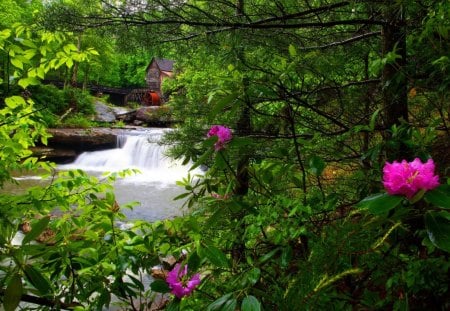 Forest grist mill - summer, creek, bushes, stream, grass, forest, pink, flowers, fresh, floating, grist, nice, falling, greenery, water, beautiful, mill, lovely, freshness, fall, river, green, floral