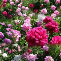 Beautiful Peony Garden