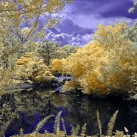 Beautiful Lake, Sky and Trees of Gold