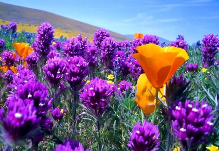 beautiful field of flowers - flowers, field, lovely, beautiful