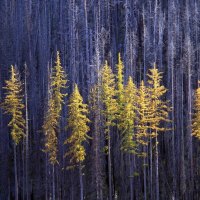 Autumn Larch Trees