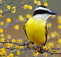 Beautiful Great Kiskadee