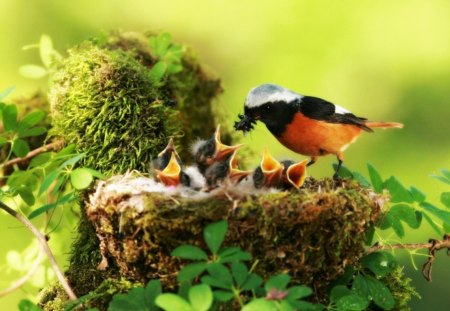 Feed me:) - nests, trees, landscape, animals, babies, birds