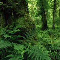 Lush Forest Park in Ireland