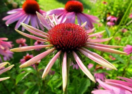 My garden - fall, summer, green, beautiful