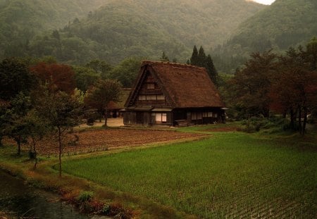 House in forest - house, forest, nature, jungle