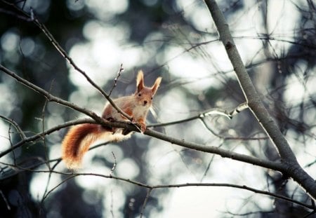 ESQUILO - roedor, fauna, animal, natureza