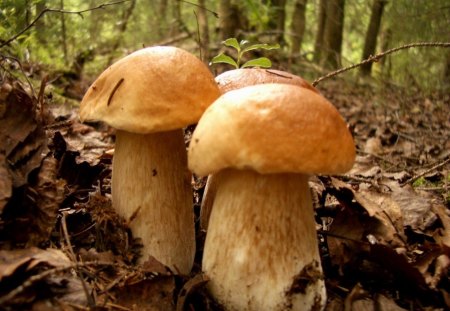 boletus mushroom - trees, boletus mushroom, forest undergrowth, autumn, green