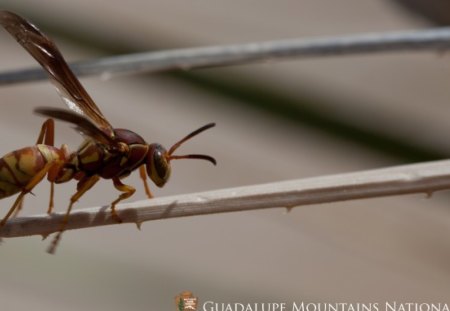 What's all the buzz about?? - wasps, stinger, carnivore, bee, wasp, sting