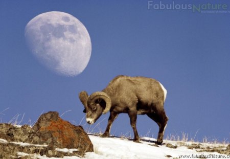 Moon & Bighorn Sheep - moon, sheep, bighorn sheep, moon and bighorn sheep