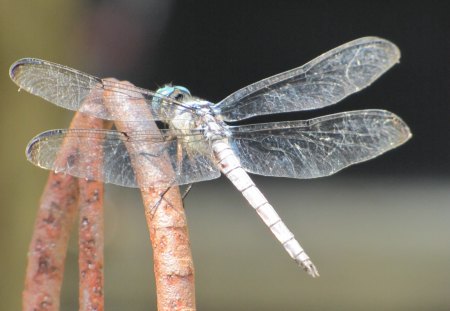 Dragonfly on Rusty Ornament - ornament, rust, dragonfly, blue