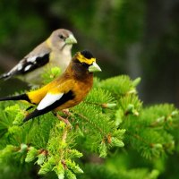 Two Pretty Birds on a Green Spruce