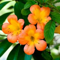 Beautiful Orange Primroses