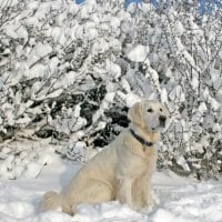 Labrador Sitting in the Snow