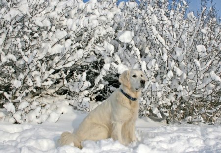 Labrador Sitting in the Snow - mouth, winter, snow, bushes, dog, paws, fur, nose, white, nature, freeze, cold, labrador, day, animals