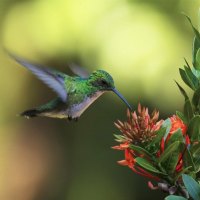 Hovering Hummingbird High Amount live Arizona and Texas