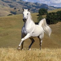 White Stallion Horse