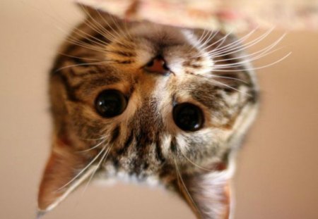 Cat face - animal, kitten, cute, cat, kitty