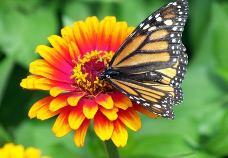 monarch-butterfly - pretty, butterfly, animal, flower