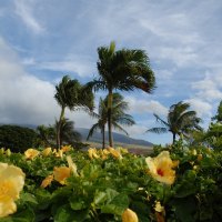 Palm Trees in the Wind