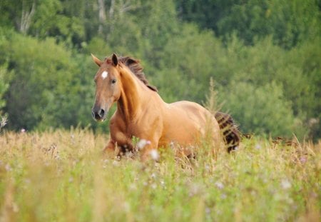 Horse - animal, horses, horse, pretty