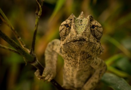 *** Chameleon *** - green, color, chameleon, reptiles