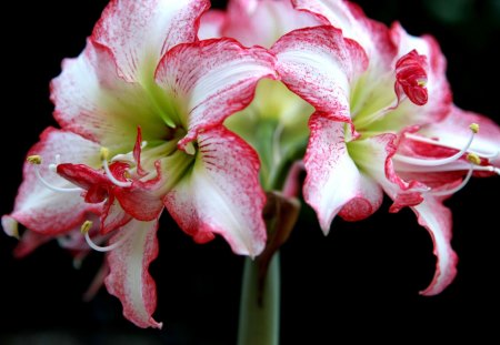 *** AMARYLLIS *** - flowers, white, nature, color, pink