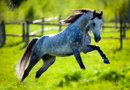 horse - pretty, animal, horse, horses