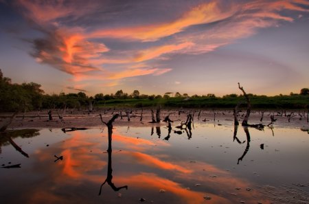 dead trees reflection - dead trees, reflection, clouds, river