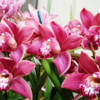 Pink Orchids