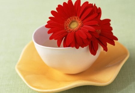 Cup 'n Red flowers - nice, lovely, cool, best