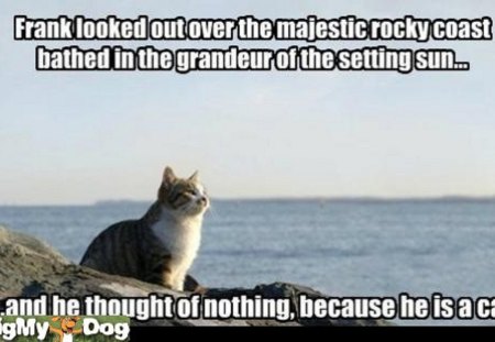 Cat thoughts - thought, frank, cat, sun