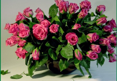 pink roses - flowers, still life, roses, pink