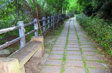 Forest trail - stone chair, tree, forest, trail