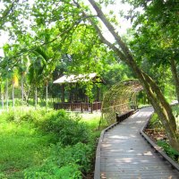 Forest trail