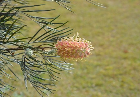 grevillea - grevillea, flower, nature, photography