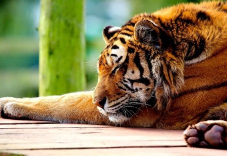 BIG CAT NAP - sleeps, siberian, tiger, rest