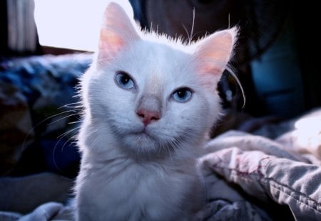 Whitey - colorful, kitten, photography, cat