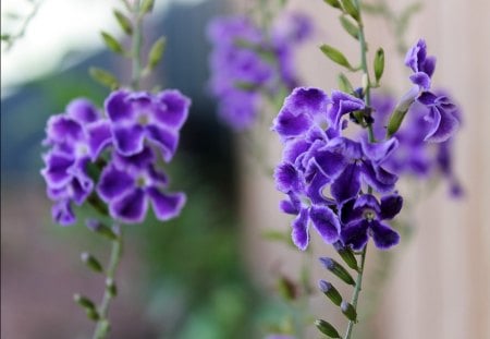 Pretty purple♥ - tiny, flowers, pretty, nature, purple, garden, lovely