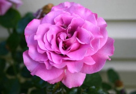 Big beauty in the garden♥ - pretty, special, beauty, pink, flowers, big, fresh, nature, garden, rose