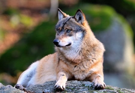 Wolf relaxing - wolfpark, grey wolf, relaxing, predator