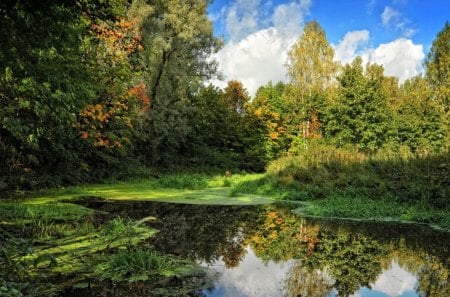 forest lake - vegetation, lake, forest, reflection