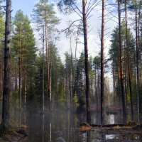 mist on forest swamp