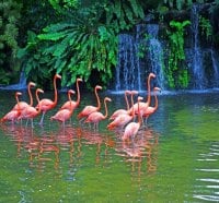 Pond with pink flamingos