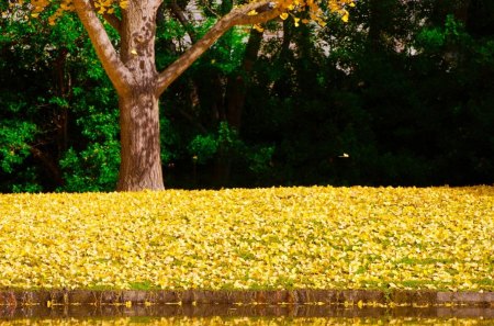 ginko reflection - leaves, tree, yellow, reflection