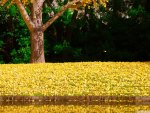 ginko reflection