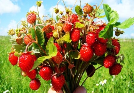 Bouquet of Wild Strawberries - bouquet, strawberry, wild, strawberries