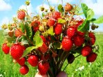 Bouquet of Wild Strawberries