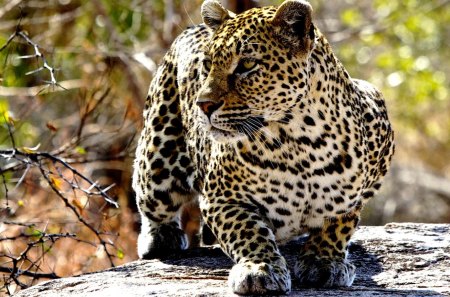 GRACEFUL LEOPARD - beauty, leopard, cat, wild